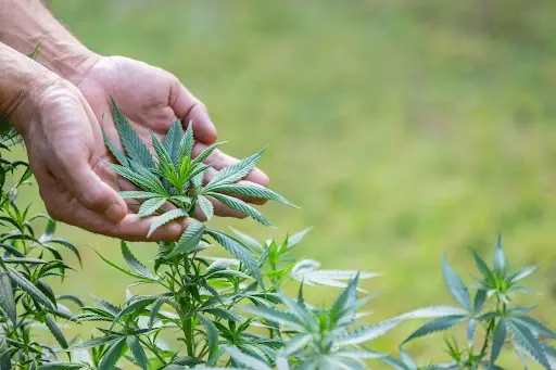 Benefits of Edibles