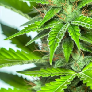 DALL·E 2024-07-05 21.28.34 - A highly detailed image of a cannabis plant. The image should focus on the intricate details of the leaves