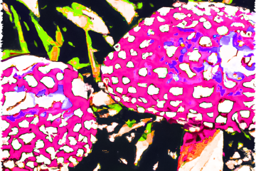 amanita-mushrooms