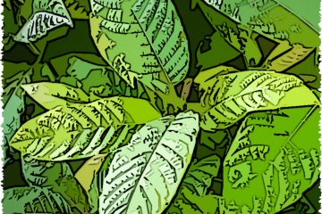 stnr_blog_what_is_kratom_extract_mainimage