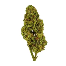 sugar tarts thca bud stacked-white-web